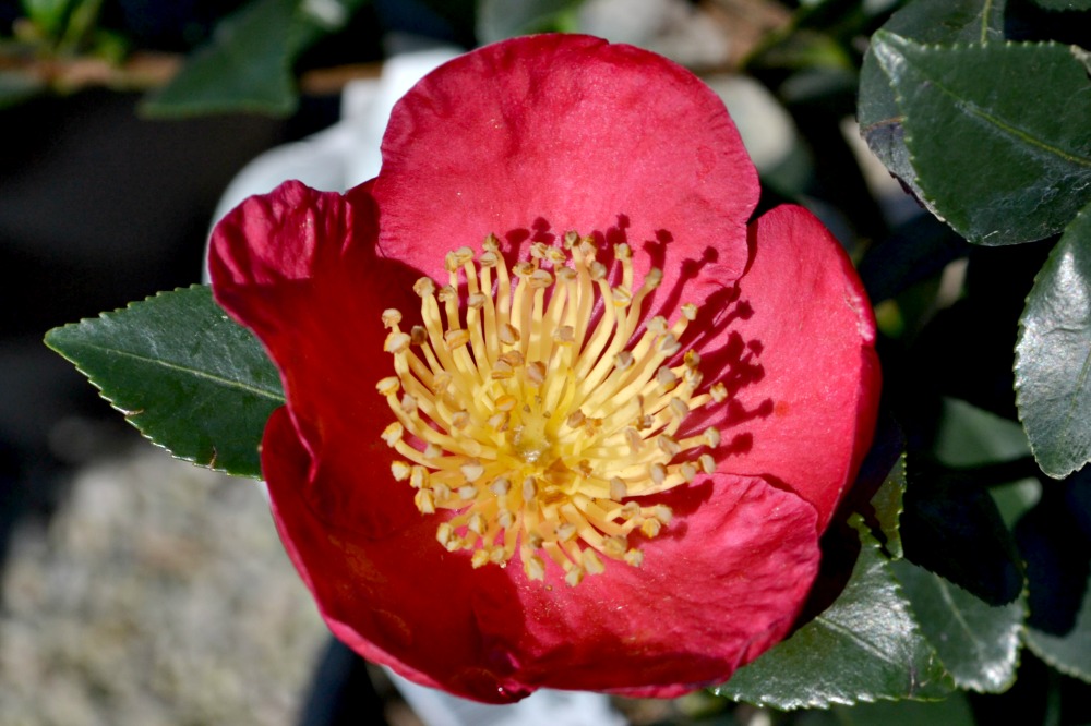 camellia-yuletide-bright