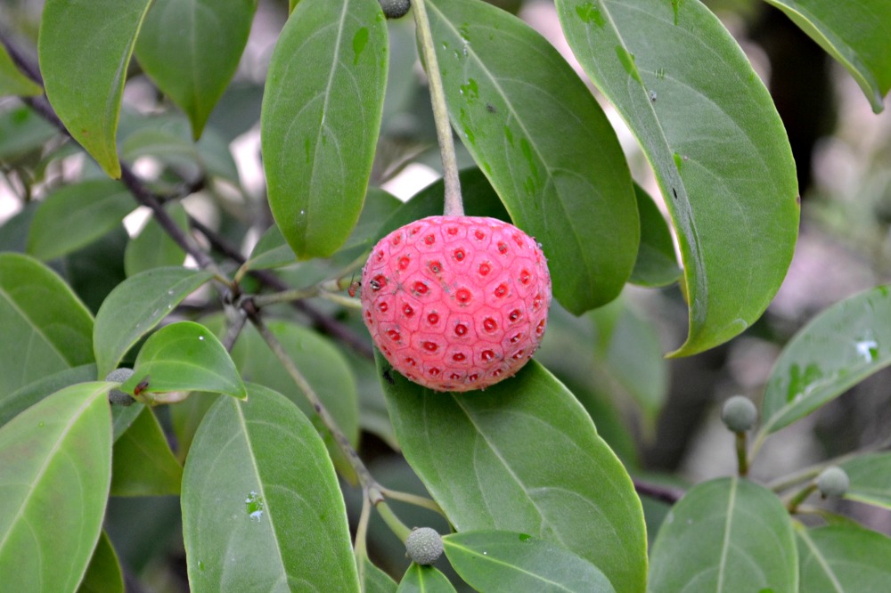 Cornus kousa fruit