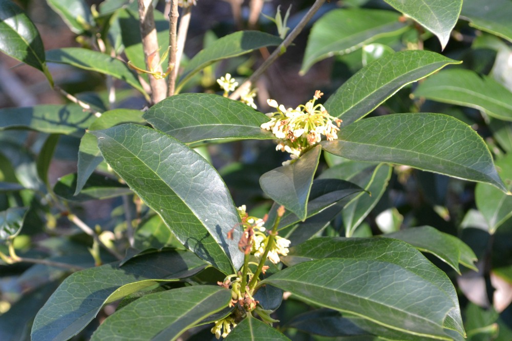 osmanthus-fragrans