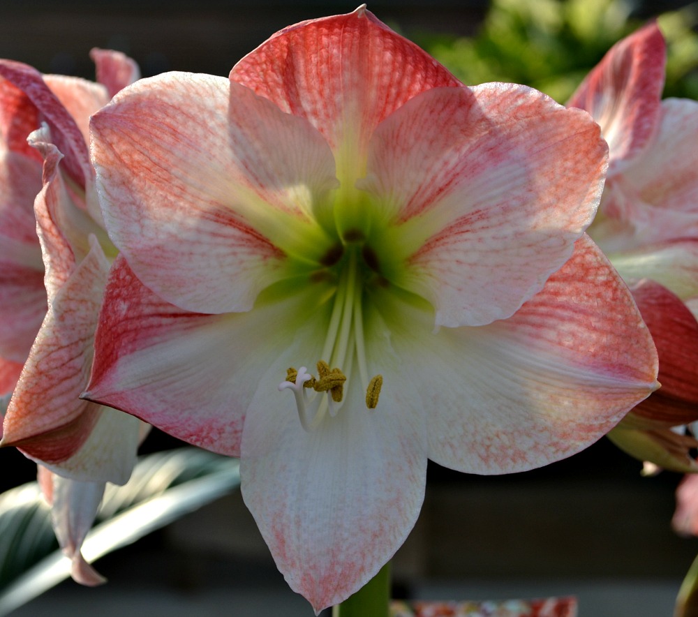 amaryllis-red-white