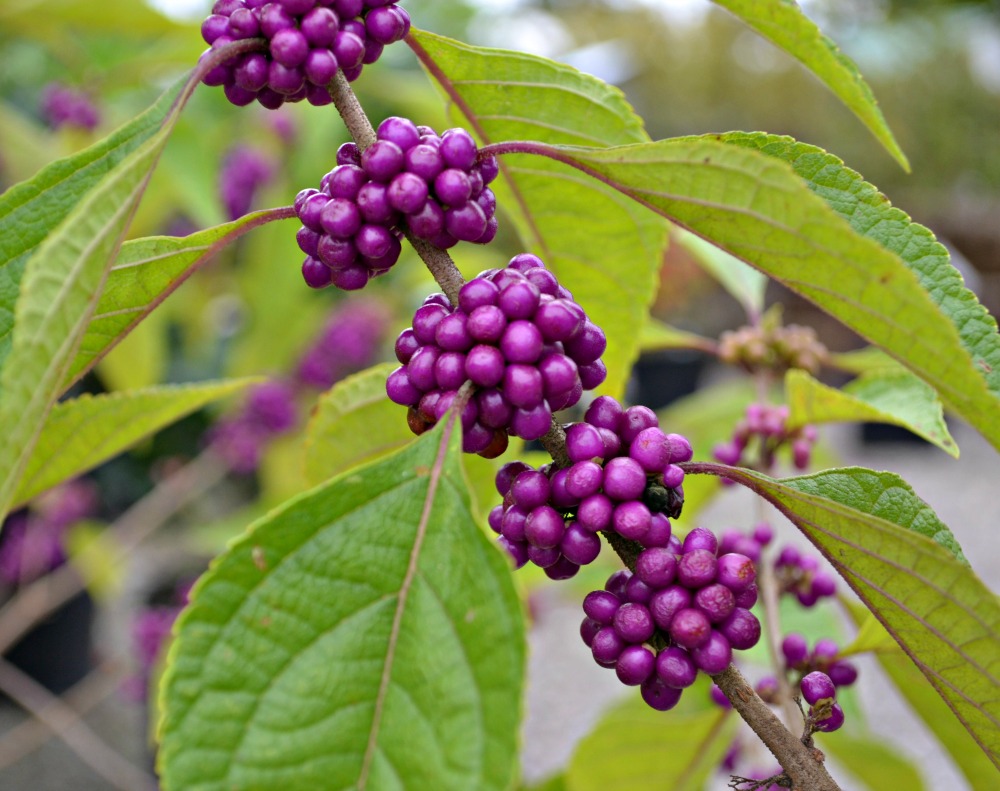 Callicarpa americana