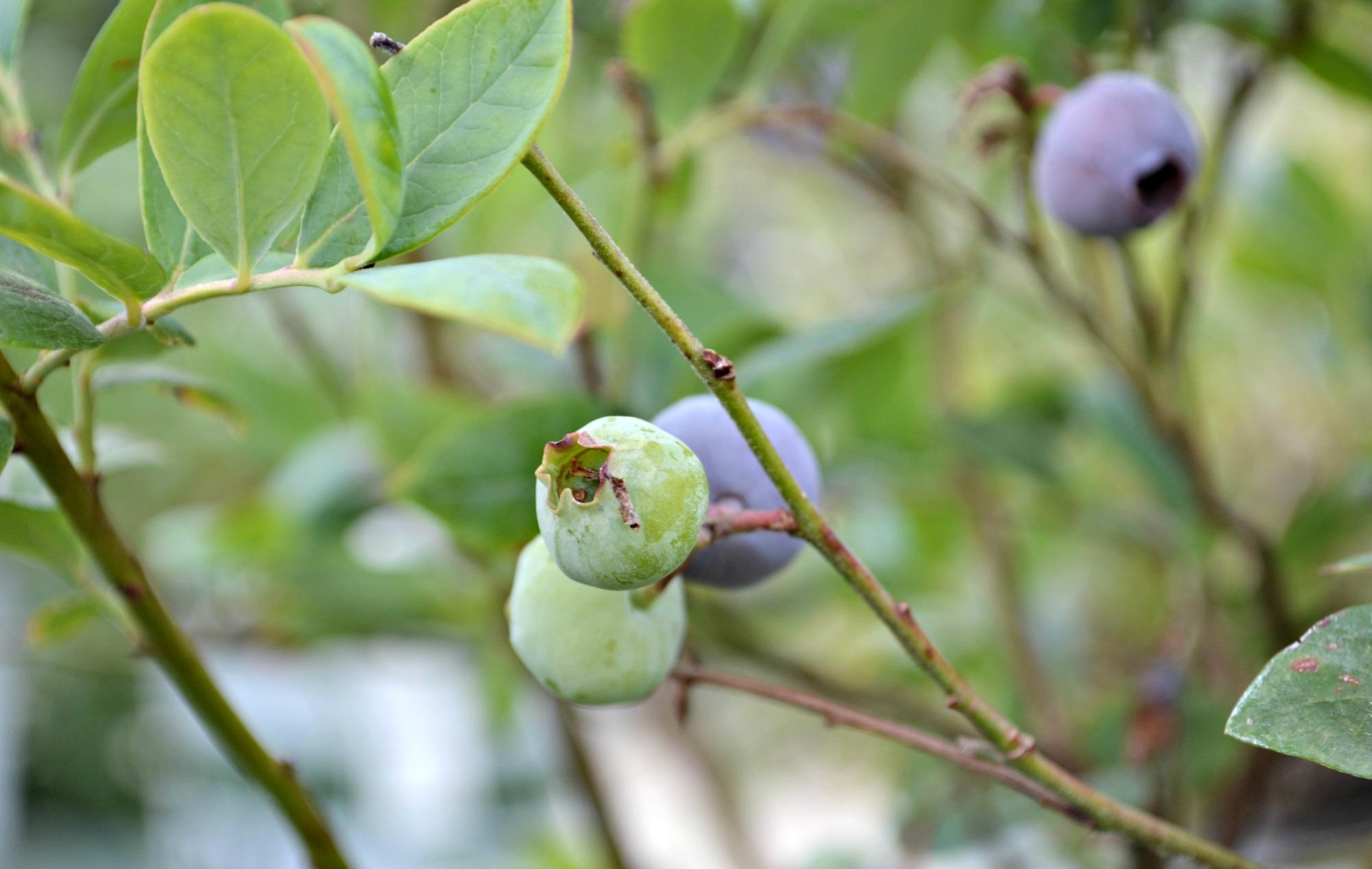 blueberry ripening