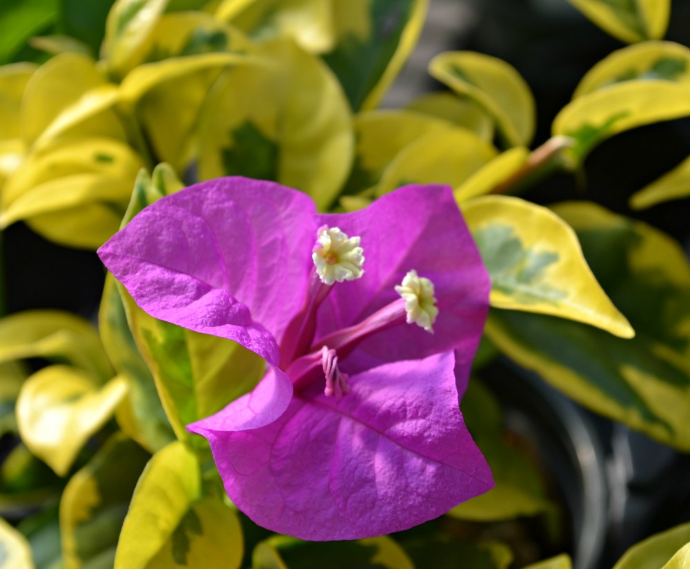 bougainvillea purple variegated