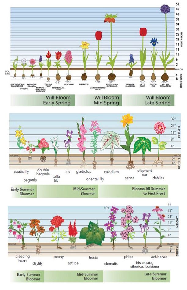 Fall Bulb Basics Fairview Garden Center Keep Moving