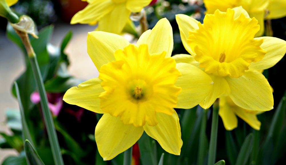 yellow and white spring flowers