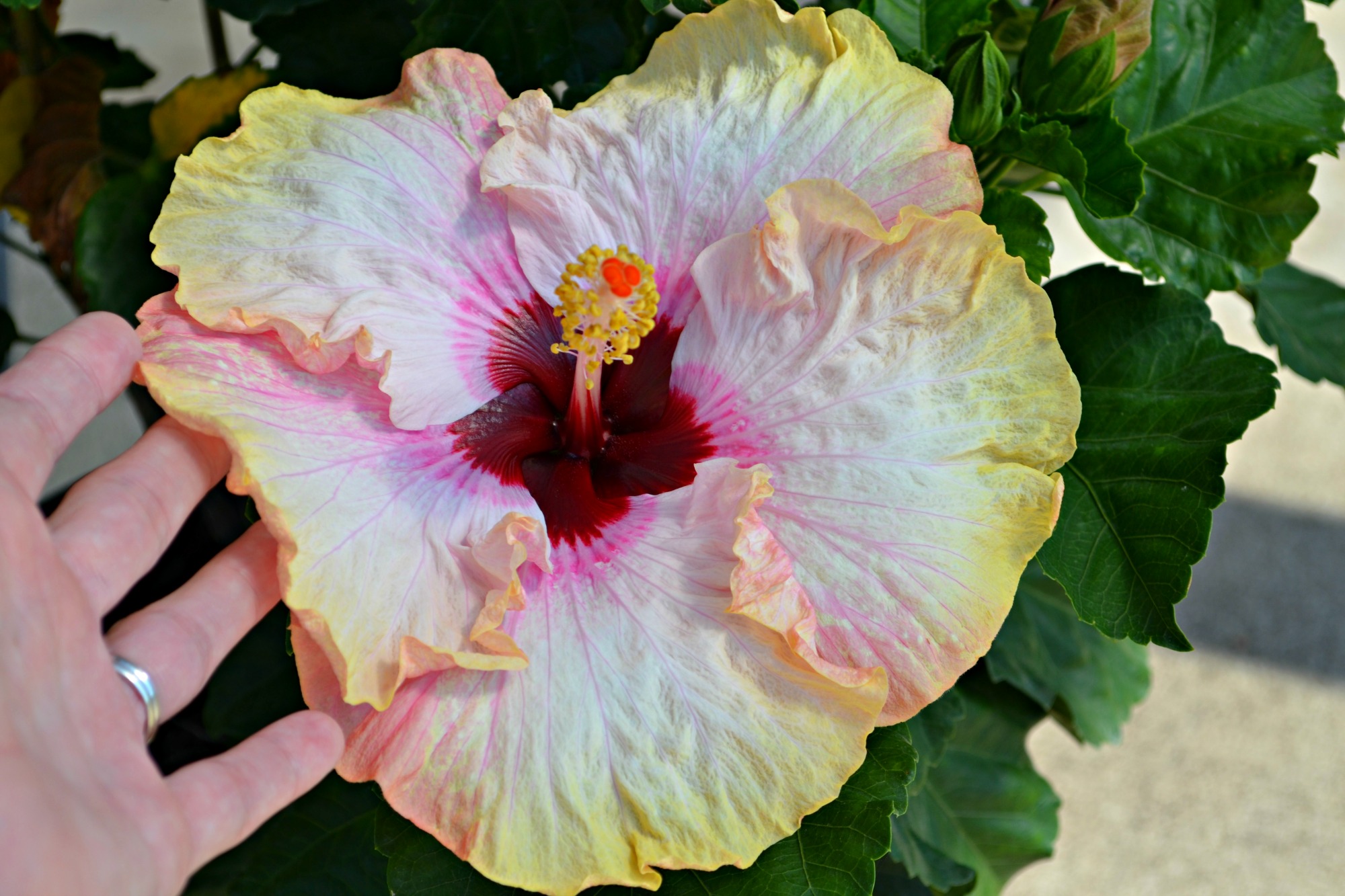 hibiscus bloom hand