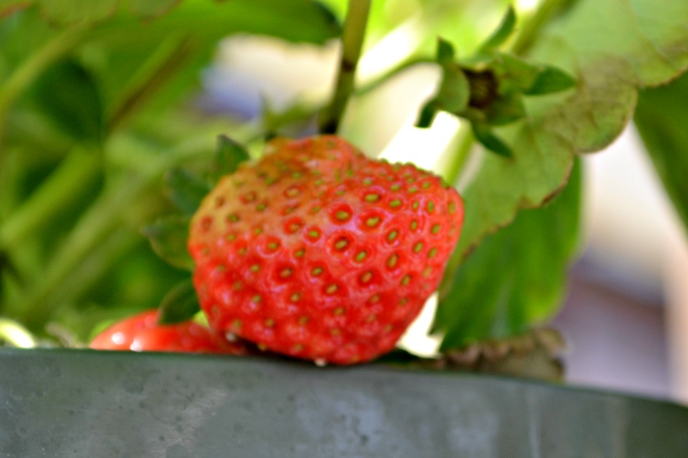 strawberry hanging basket