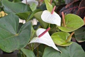 White Anthurium