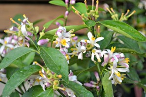 Full of Fragrance