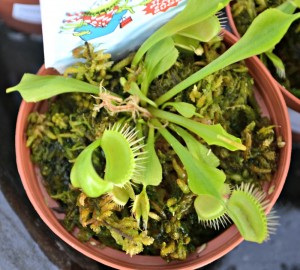 Carnivorous plant