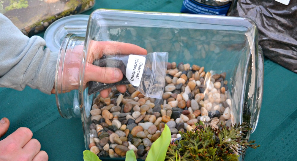The Perfect Terrarium Fairview Garden Center