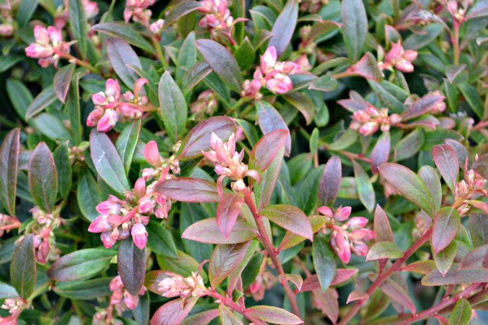 'Bountiful Blue' Blueberry in full bloom. March 2013