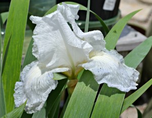 Iris white
