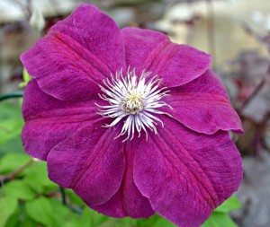 clematis