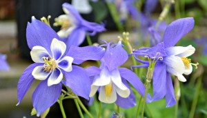 columbine