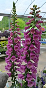 foxglove
