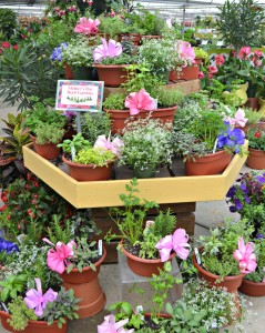 herb gardens1
