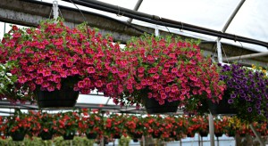 million bells begonia