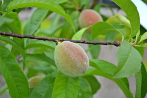 peach