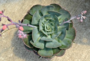 echiveria 2