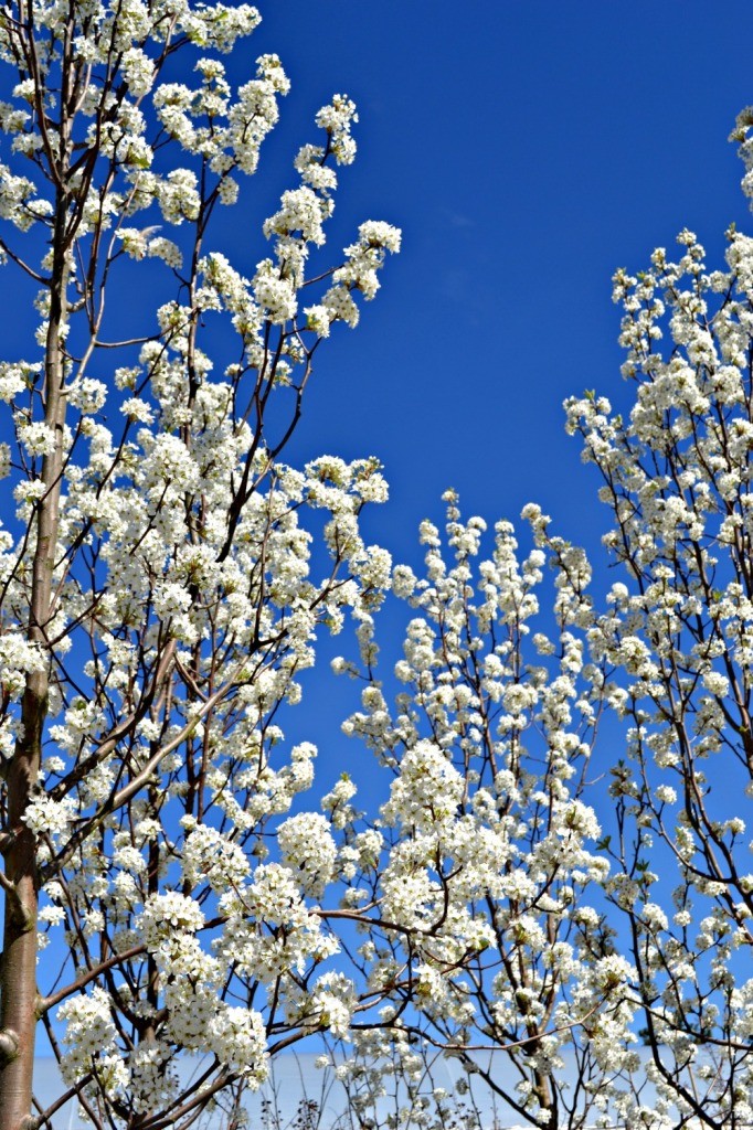 trees-shrubs-that-bloom-in-early-spring