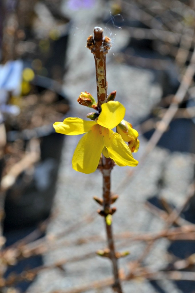 showy-borders-forsythia-682x1024