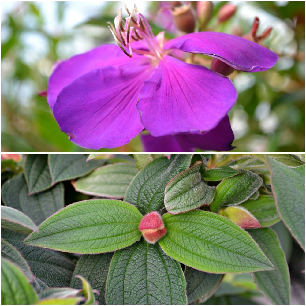 Top 10 Flowers And Foliage Fairview Garden Center