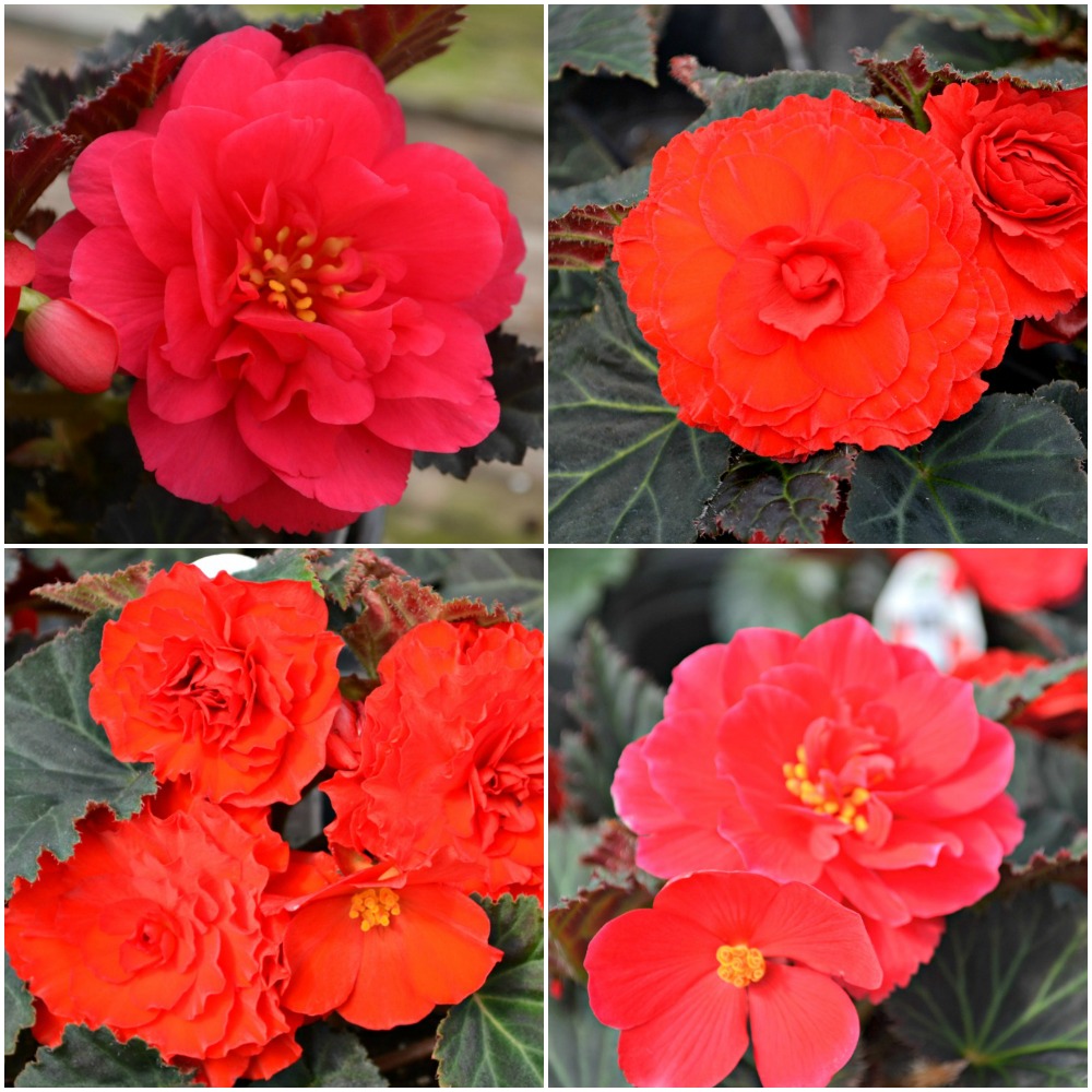 41 Types of Red Flowers - ProFlowers Blog