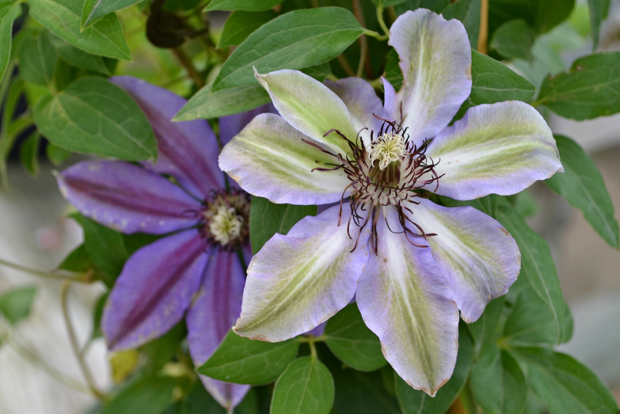 Clematis Vancouver Starry Nights 2 