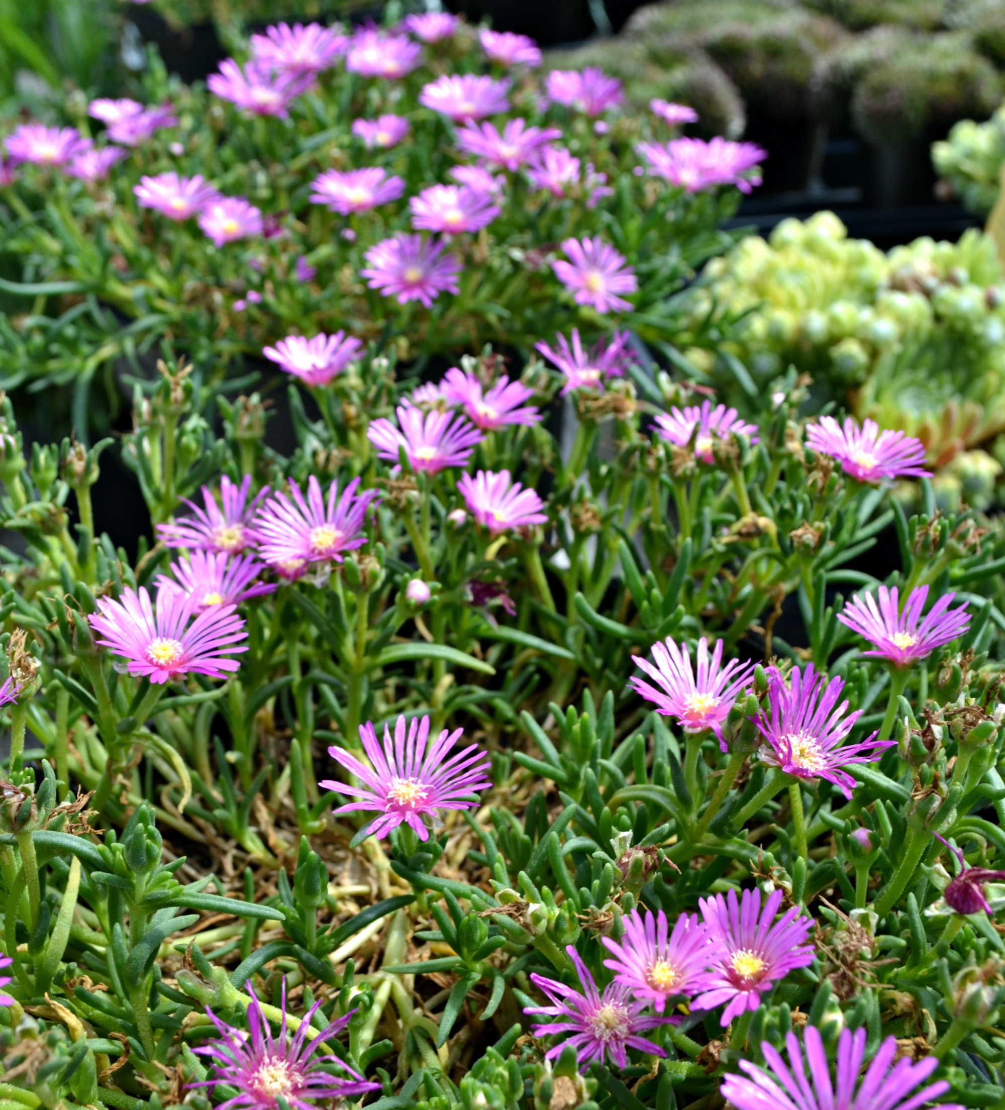 ice plant