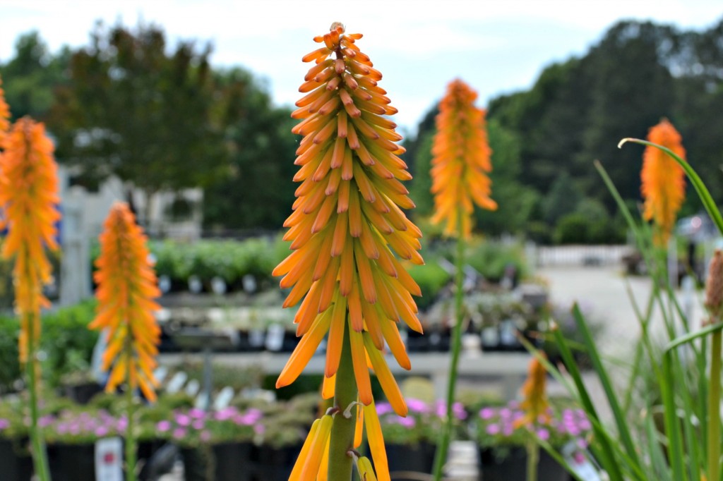 kniphofia close