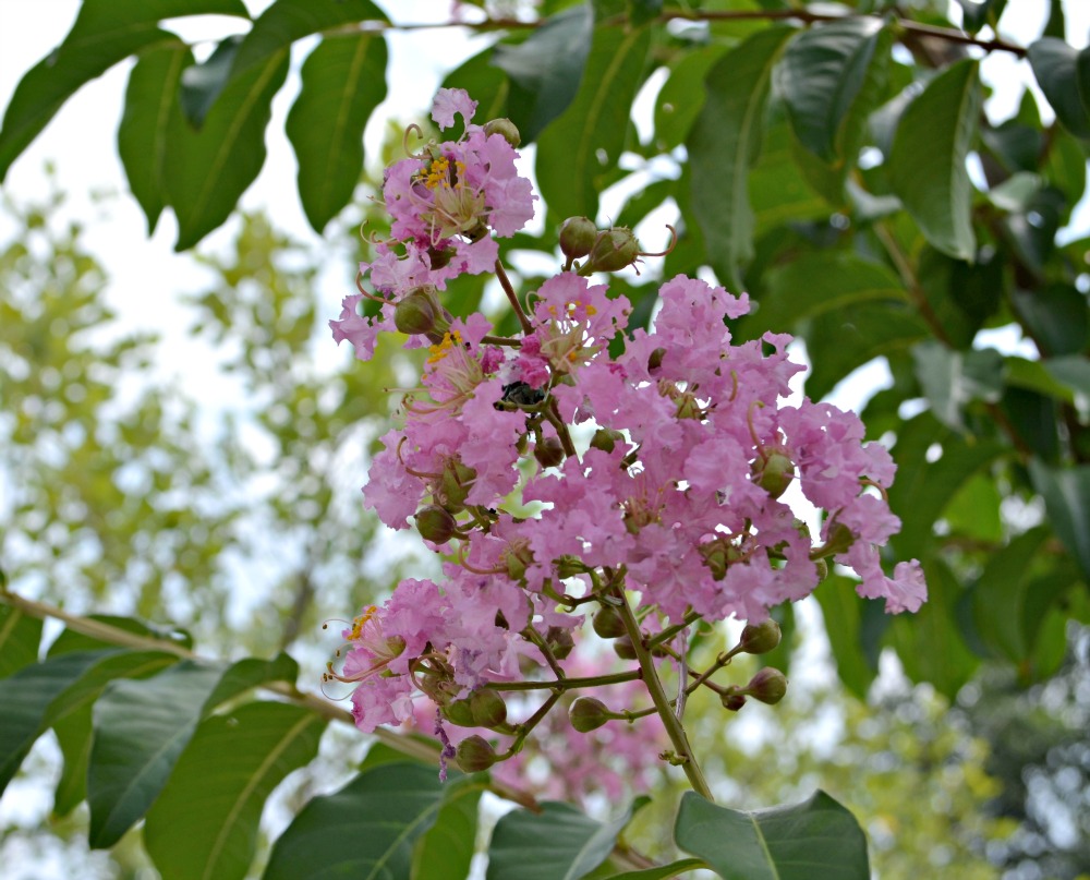 Pink Crepe Myrtle Bloom