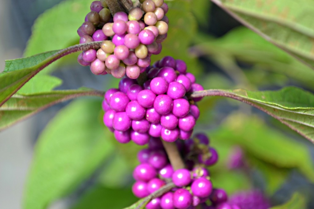 beautyberry close - Copy