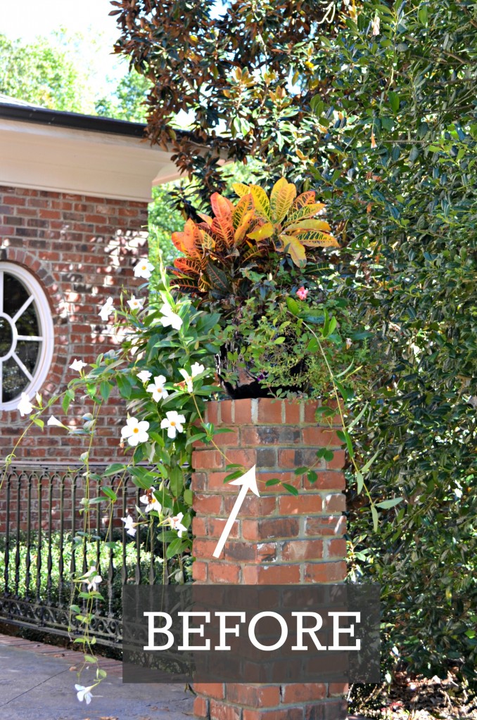 before plant pot croton