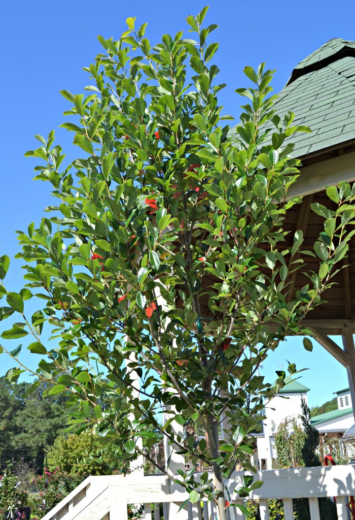 black gum tree shape - Copy