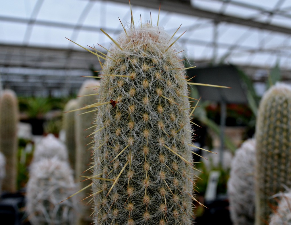 cactus tall spikes