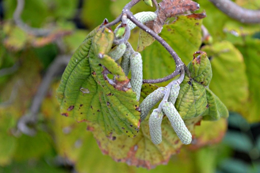 harry lauder walking stick fruits