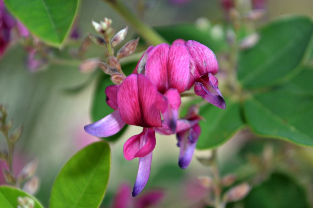 lespedeza