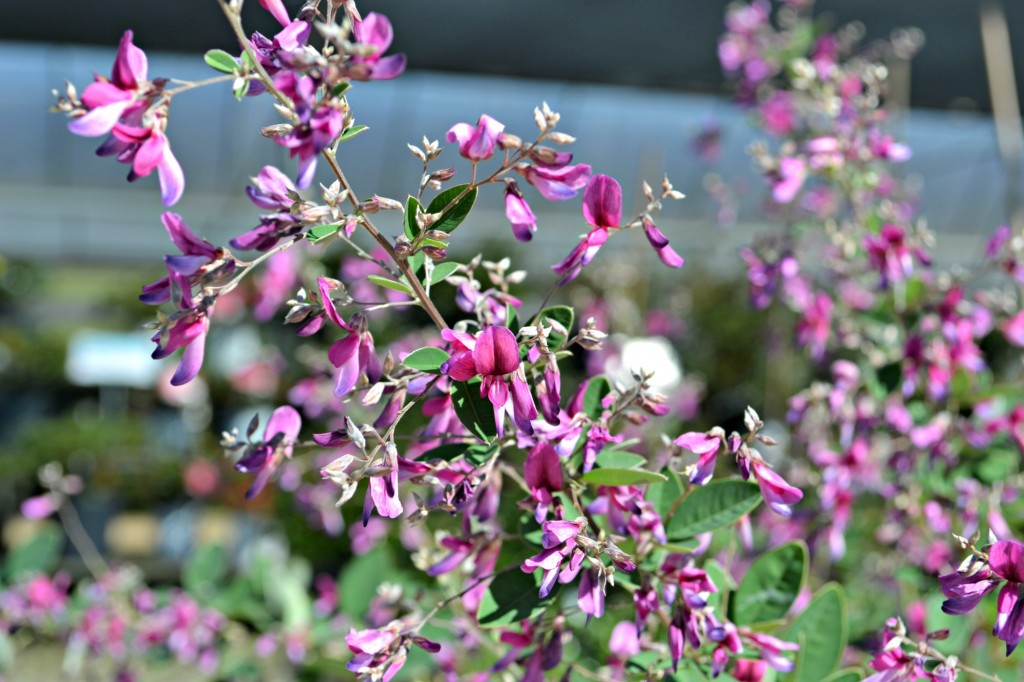 lespedeza flowers