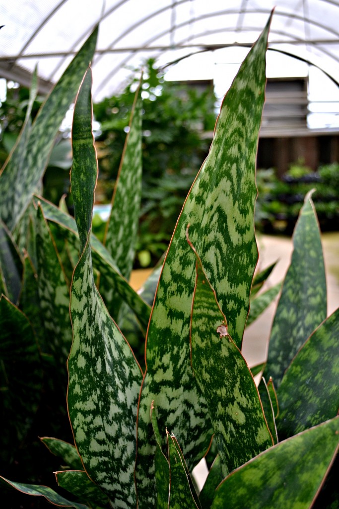 snake plant spikes