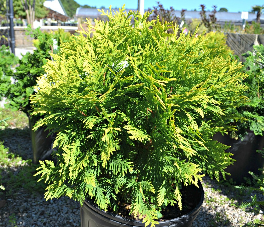 sunkist arborvitae shape