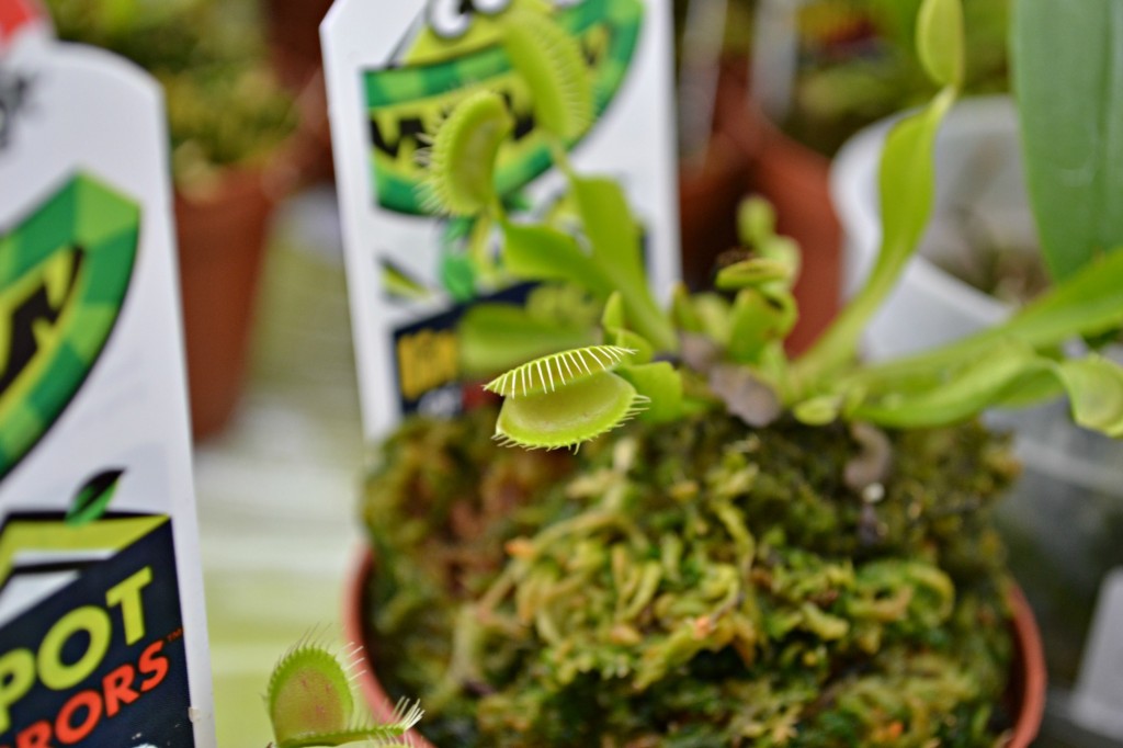 venus fly trap