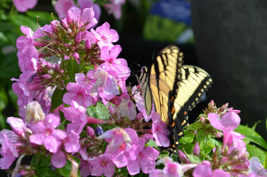 butterfly phlox