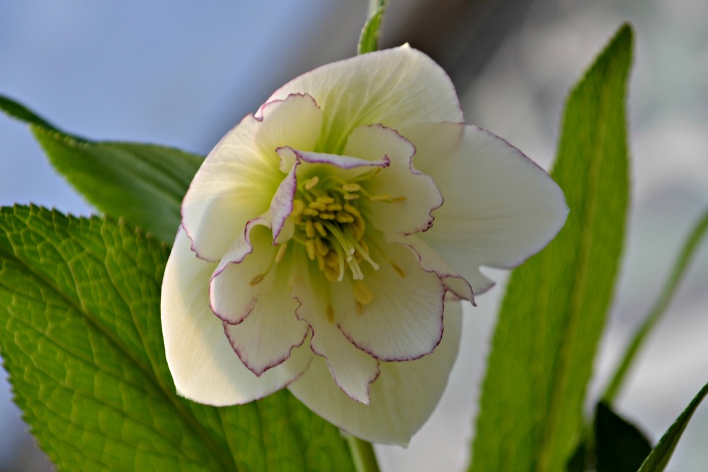 helleborus florence picotee flower