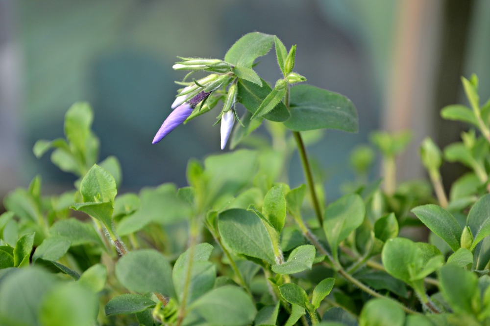 sherwood purple woodland phlox foliage and buds