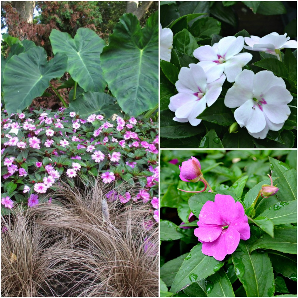 Bounce Impatiens Collage