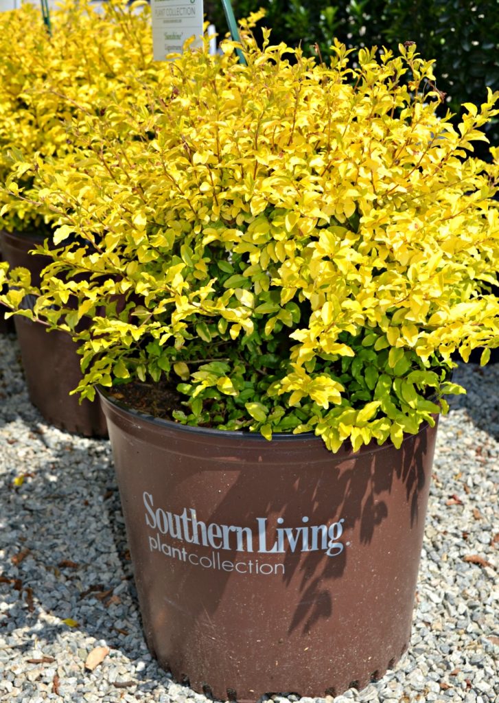 sunshine ligustrum southern living pot