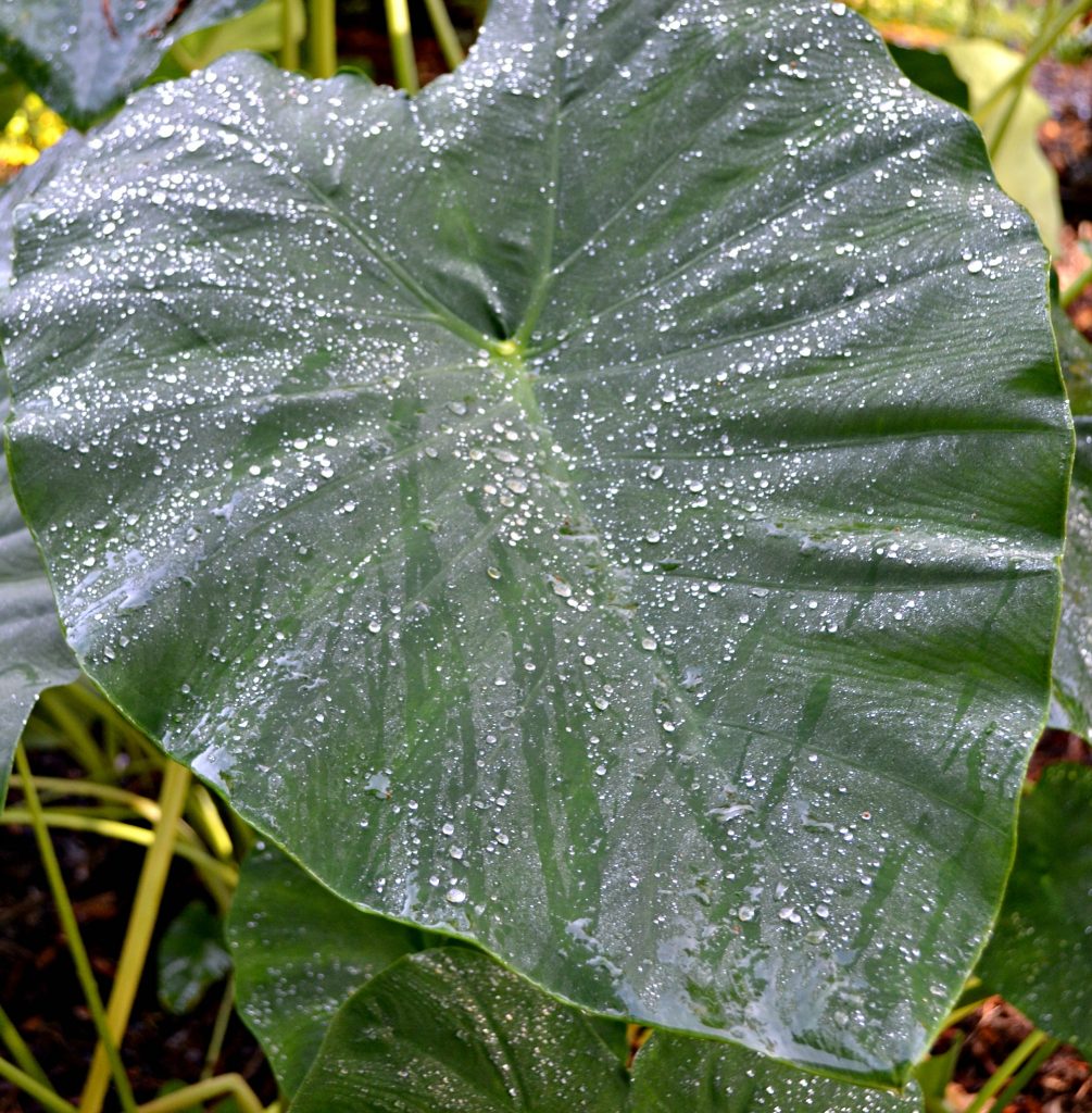 elephant ear water drops