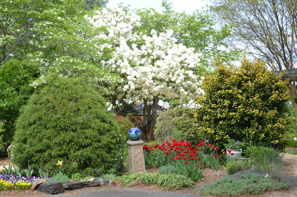 snowball and tulips