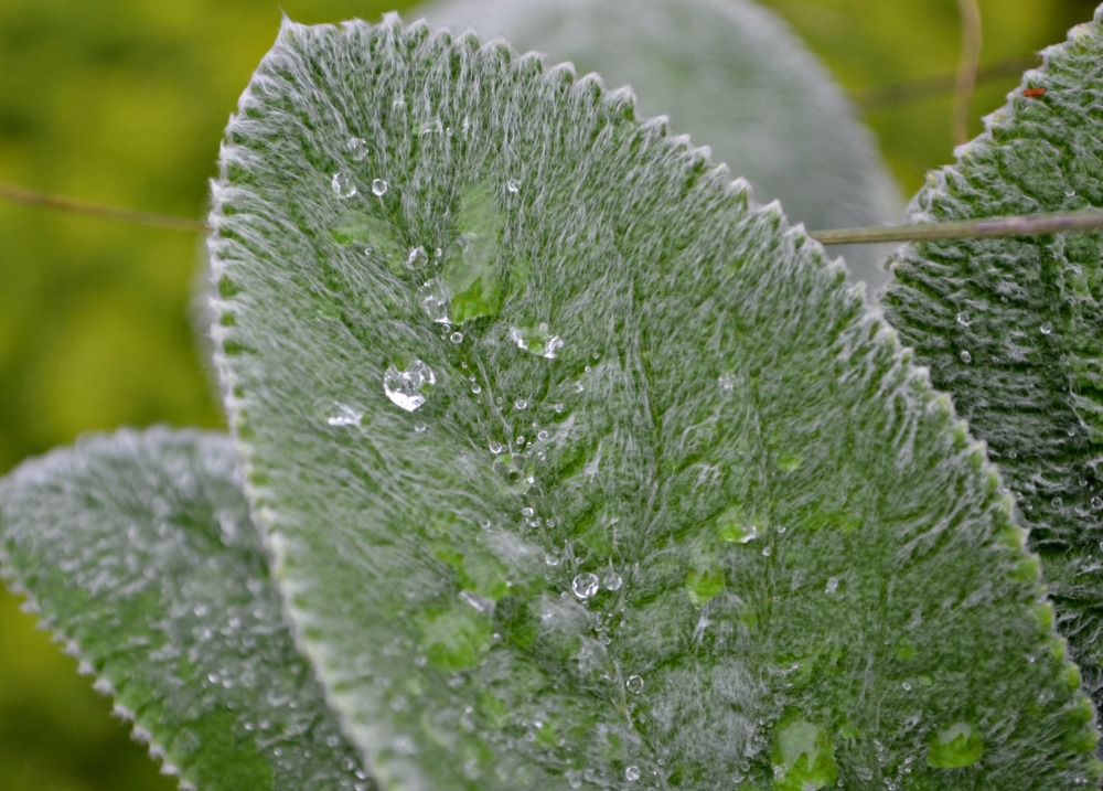 water on lambs ear